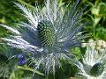 F58 panicaut chardon bleu de david weiller 